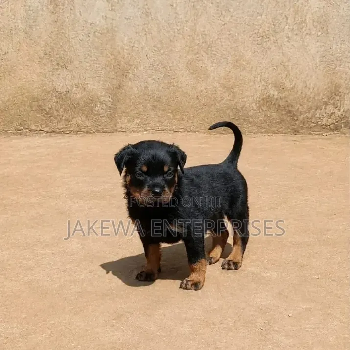 1-3 months Male Purebred Rottweiler