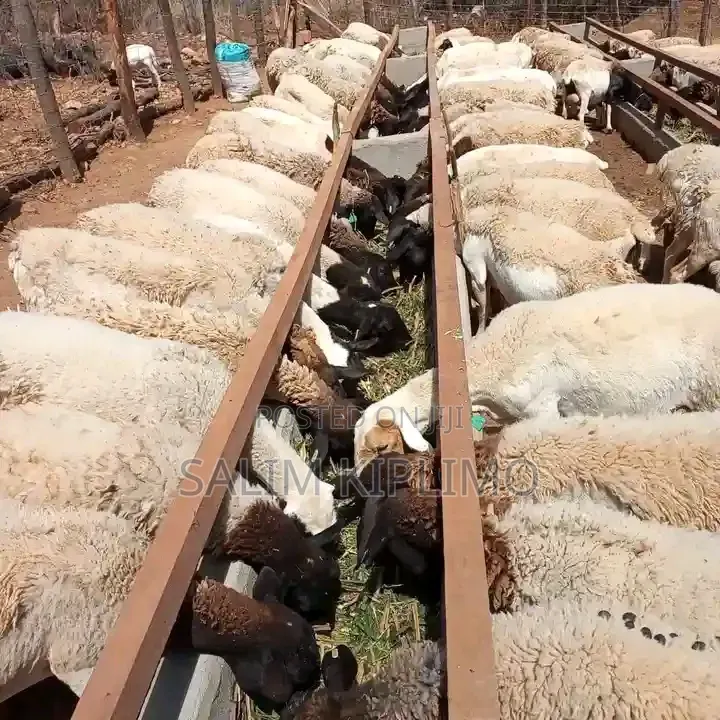 Kensa,s Dopa Sheep Seller