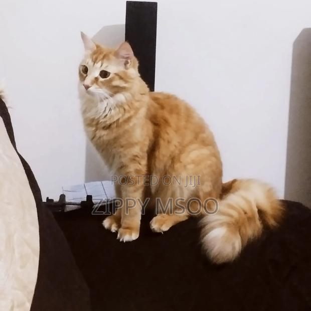 6-12 months Male Mixed Breed Tabby