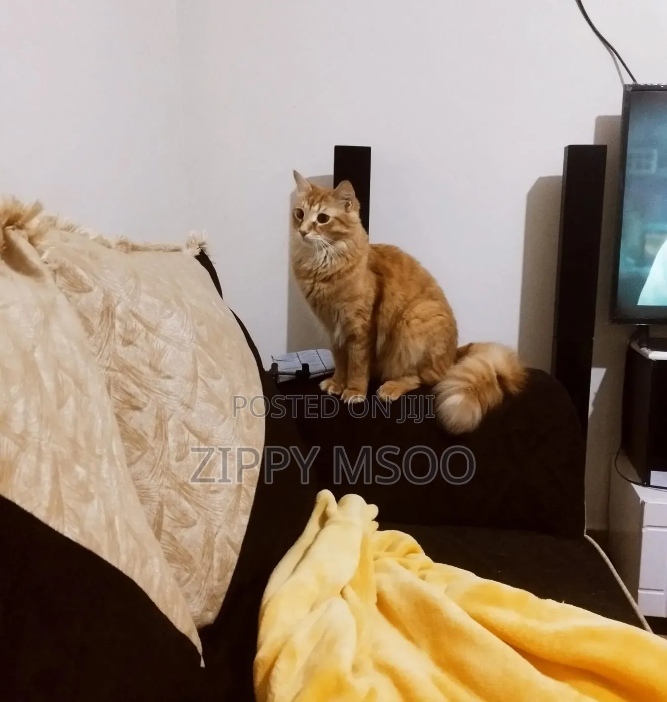 6-12 months Male Mixed Breed Tabby