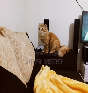 6-12 months Male Mixed Breed Tabby