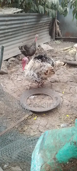 Mature Turkey. Tom. Bata Mzinga