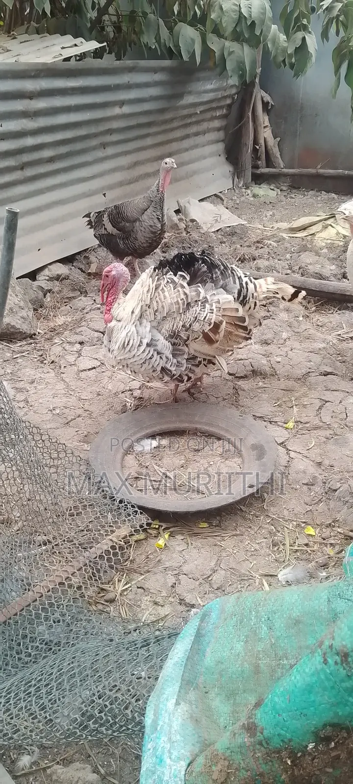 Mature Turkey. Tom. Bata Mzinga