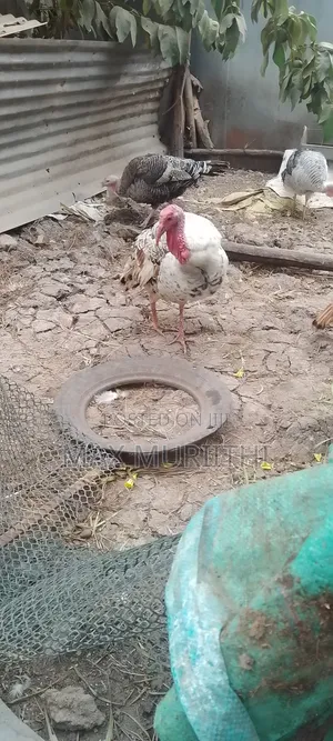 Mature Turkey. Tom. Bata Mzinga