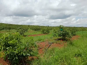 Prime 1,100 Acres for Sale – Loitoktok | Slopes of Mt. Kilimanjaro