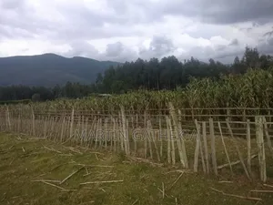 Abardare Slopes