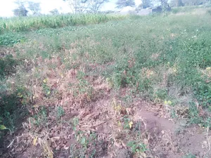 50×100 Plot for Sale in Nakuru