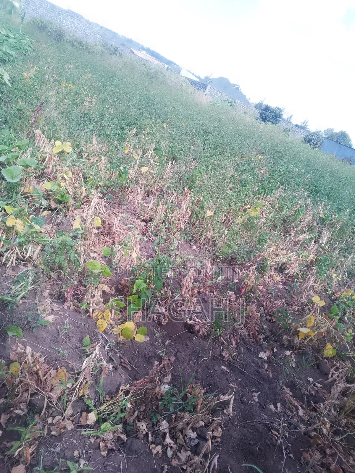 50×100 Plot for Sale in Nakuru