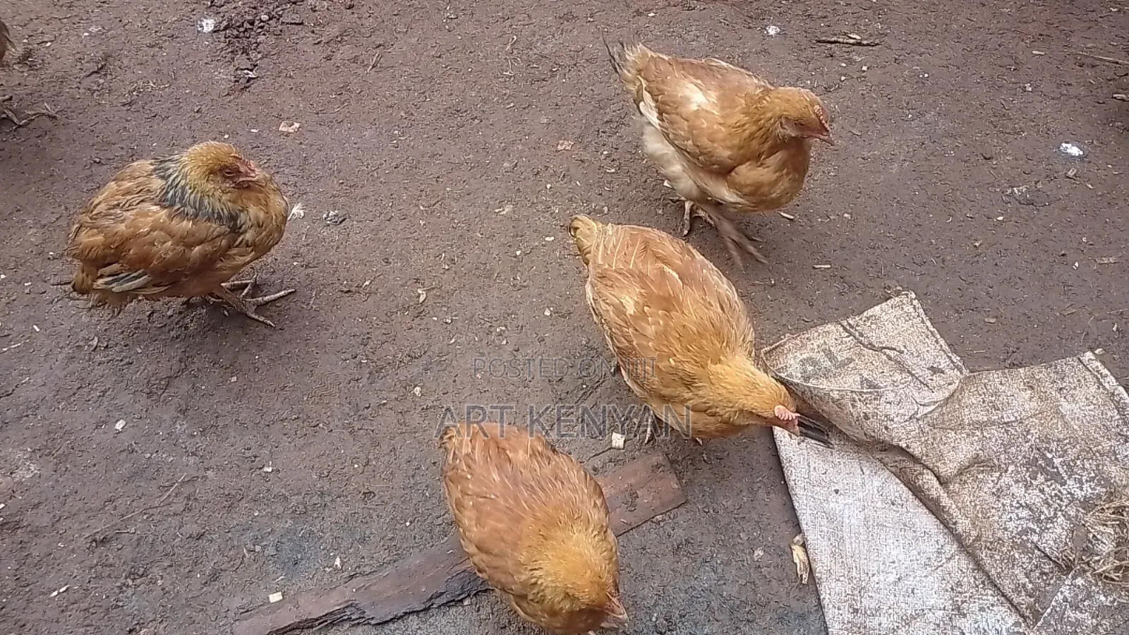 Sasso Chicks and Kienyeji