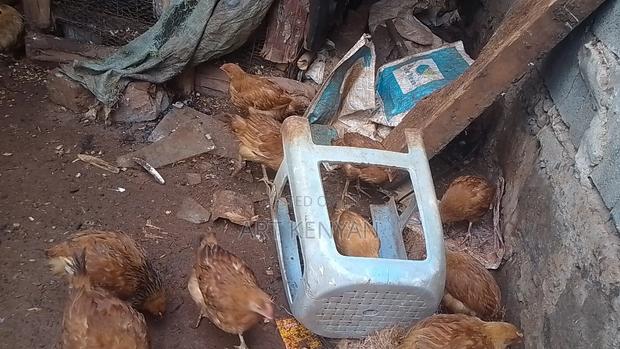 Sasso Chicks and Kienyeji - thumbnail 2