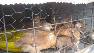 Sasso Chicks and Kienyeji