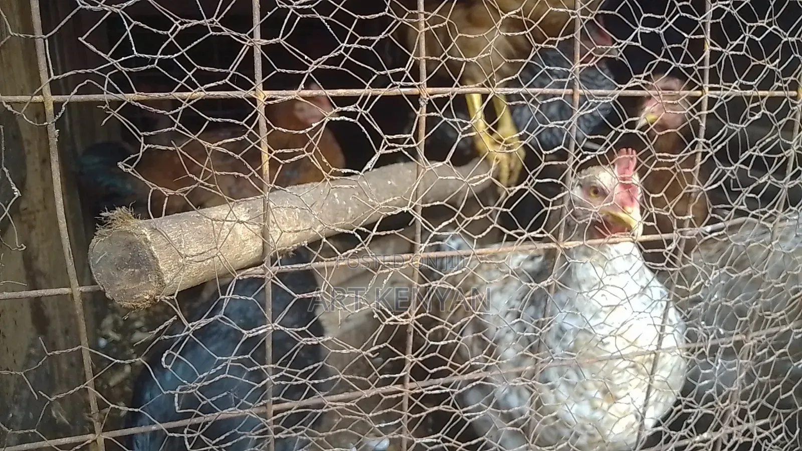 Sasso Chicks and Kienyeji