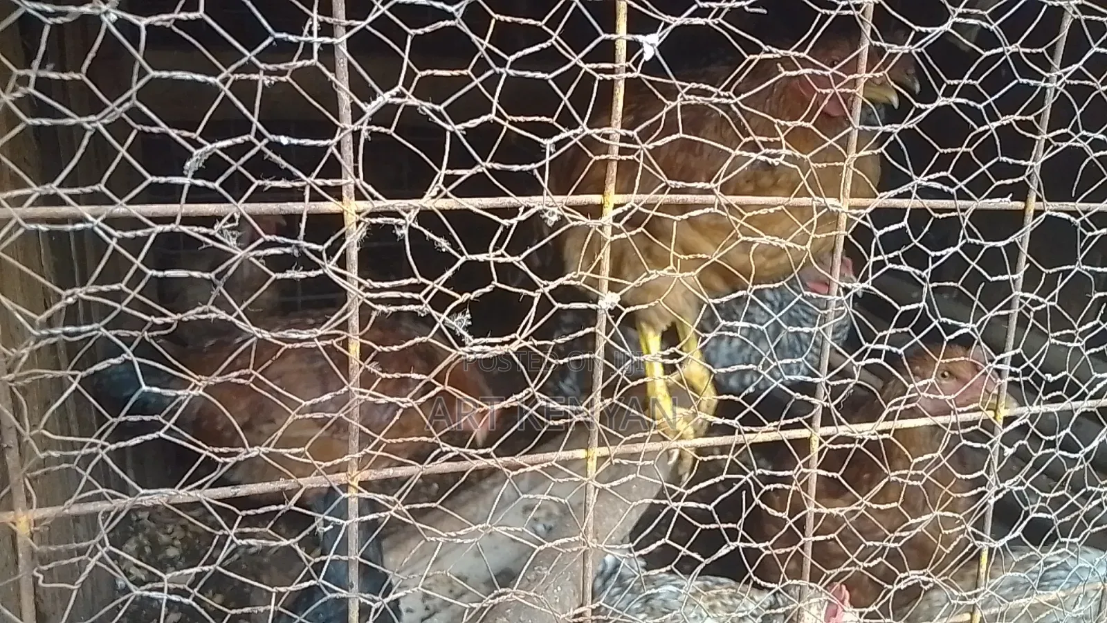 Sasso Chicks and Kienyeji