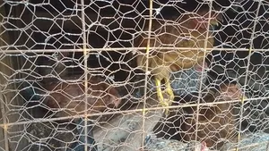 Sasso Chicks and Kienyeji
