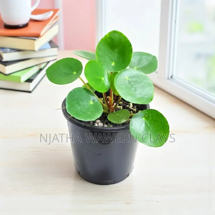 The Chinies Money Plant
