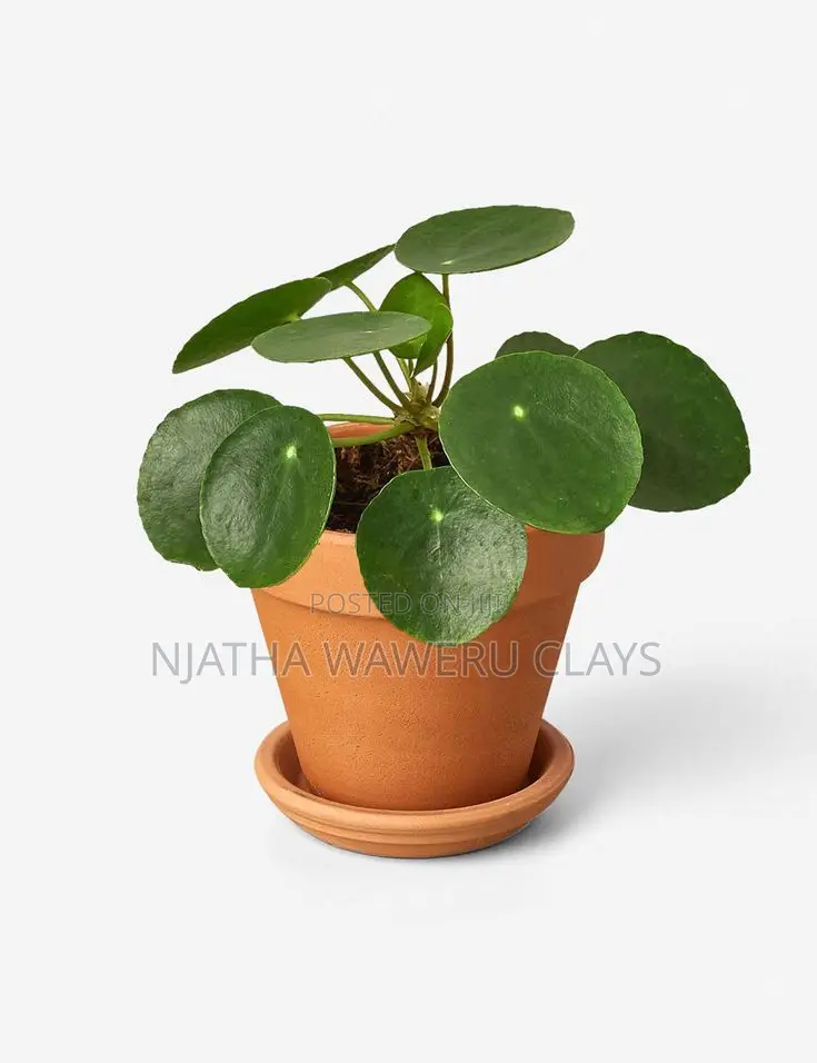 The Chinies Money Plant