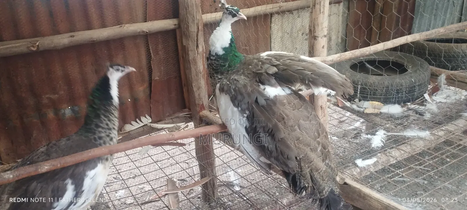 Pied Peahens