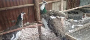 Pied Peahens