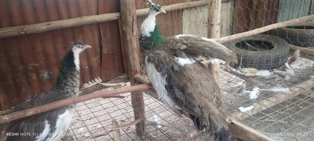 Pied Peahens