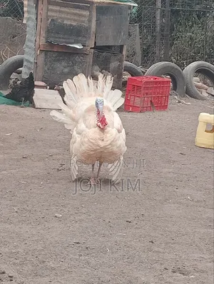 Male White Horland