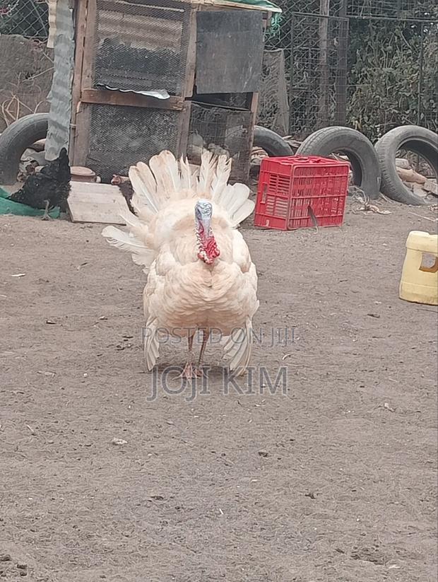 Male White Horland