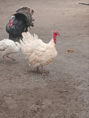 Male White Horland