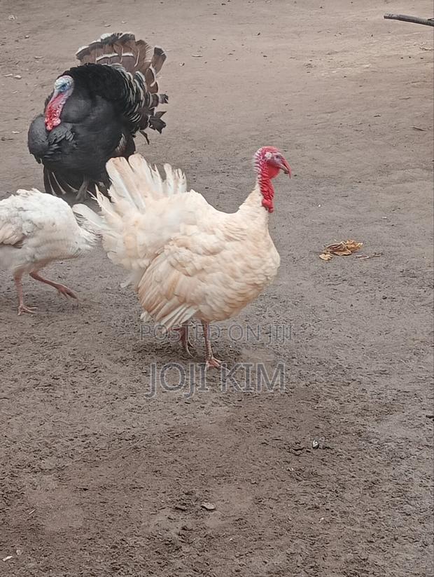 Male White Horland - thumbnail 2