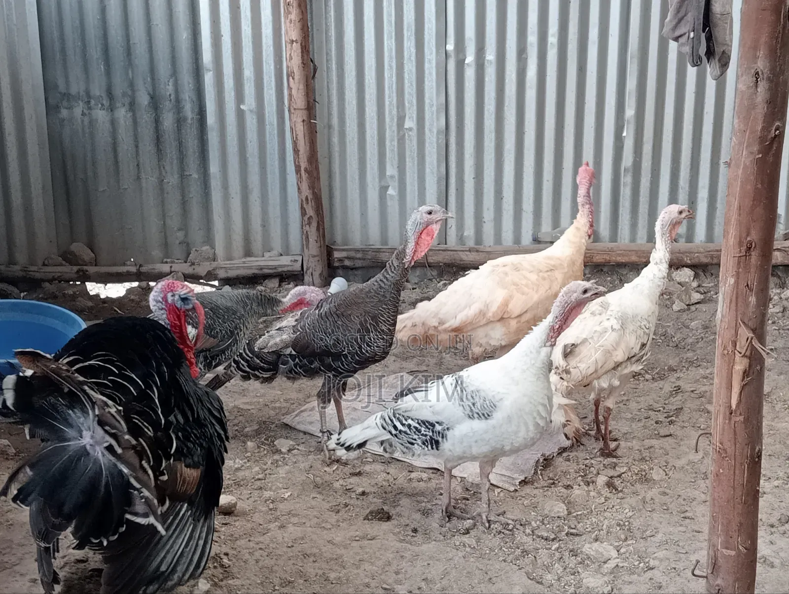Male White Horland