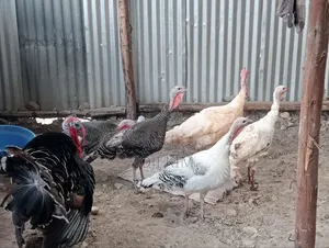 Male White Horland
