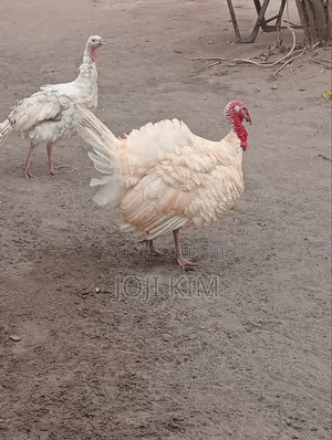 Male White Horland