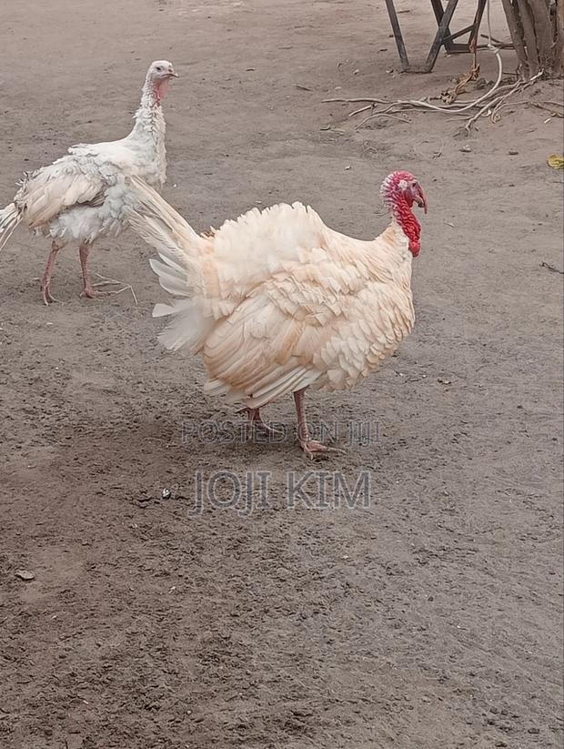 Male White Horland - thumbnail 4