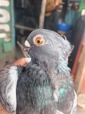 Matured Pigeons