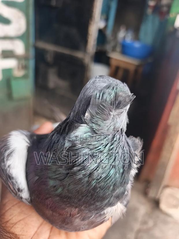 Matured Pigeons - thumbnail 3