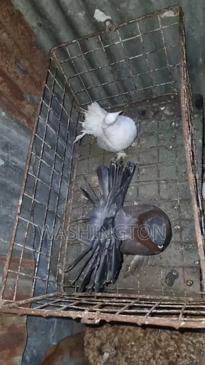 Matured Pigeons