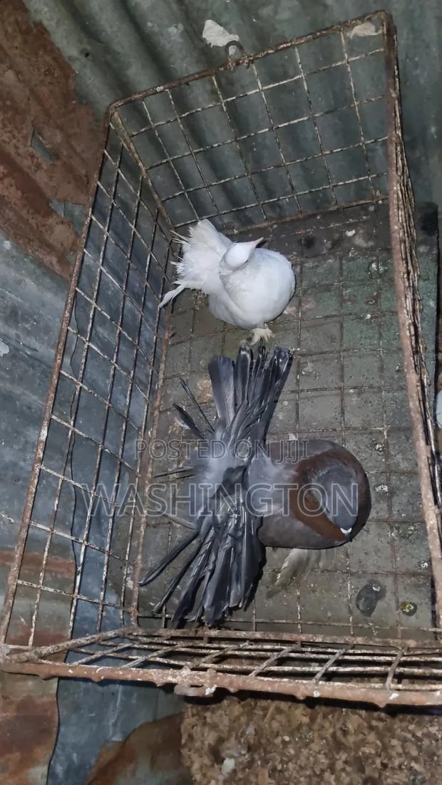 Matured Pigeons