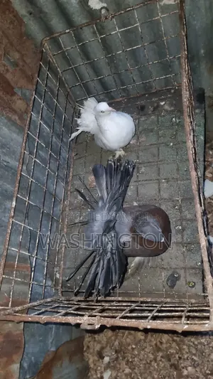 Matured Pigeons