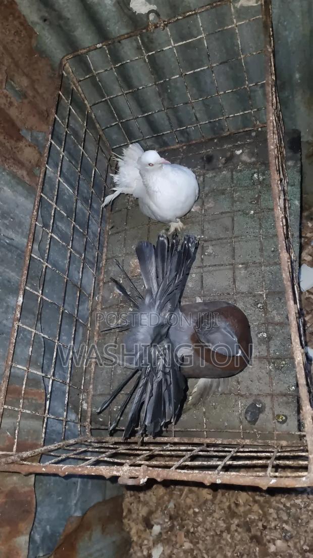 Matured Pigeons - thumbnail 2