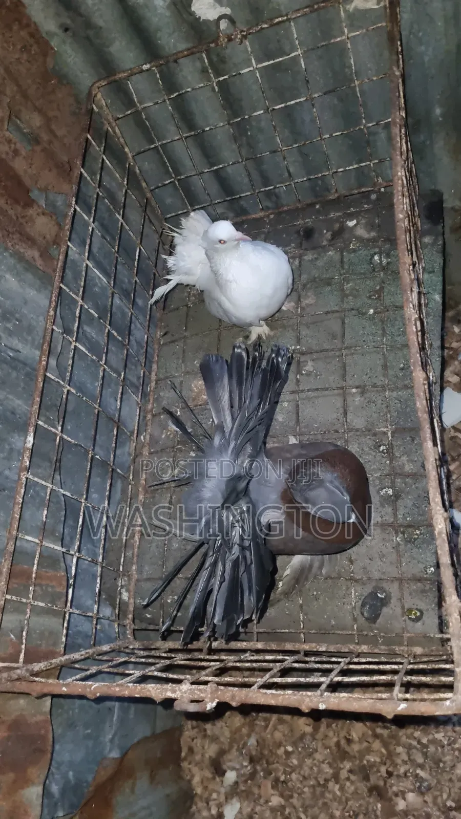 Matured Pigeons