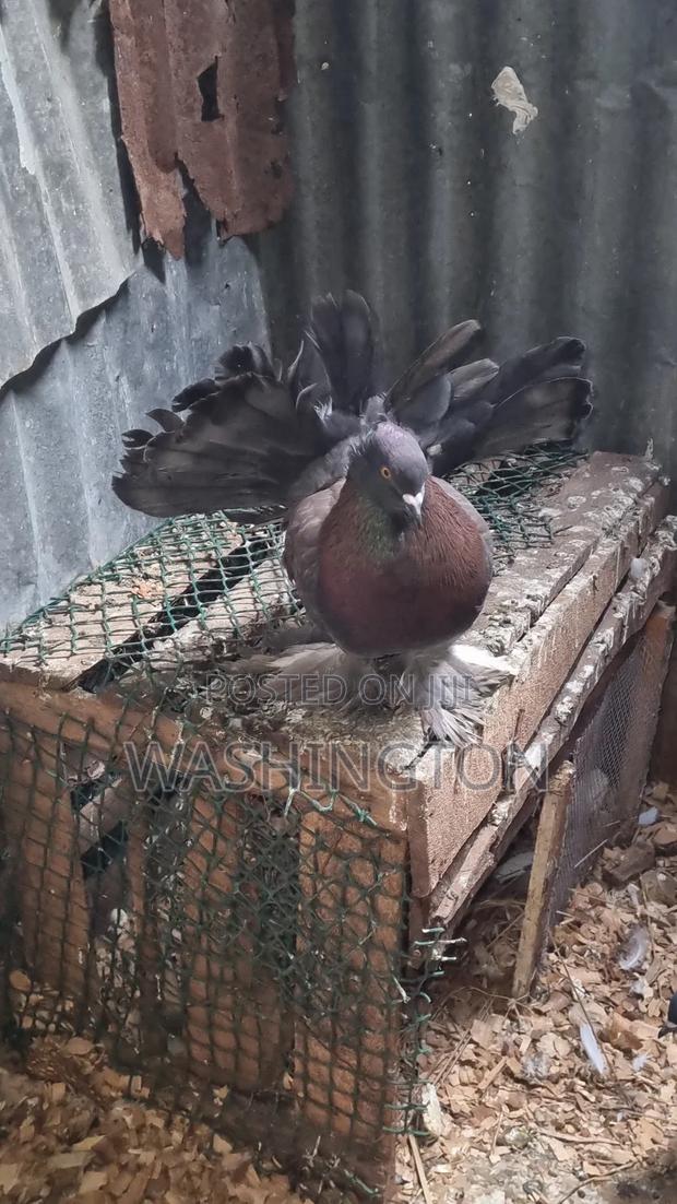 Matured Pigeons - thumbnail 3
