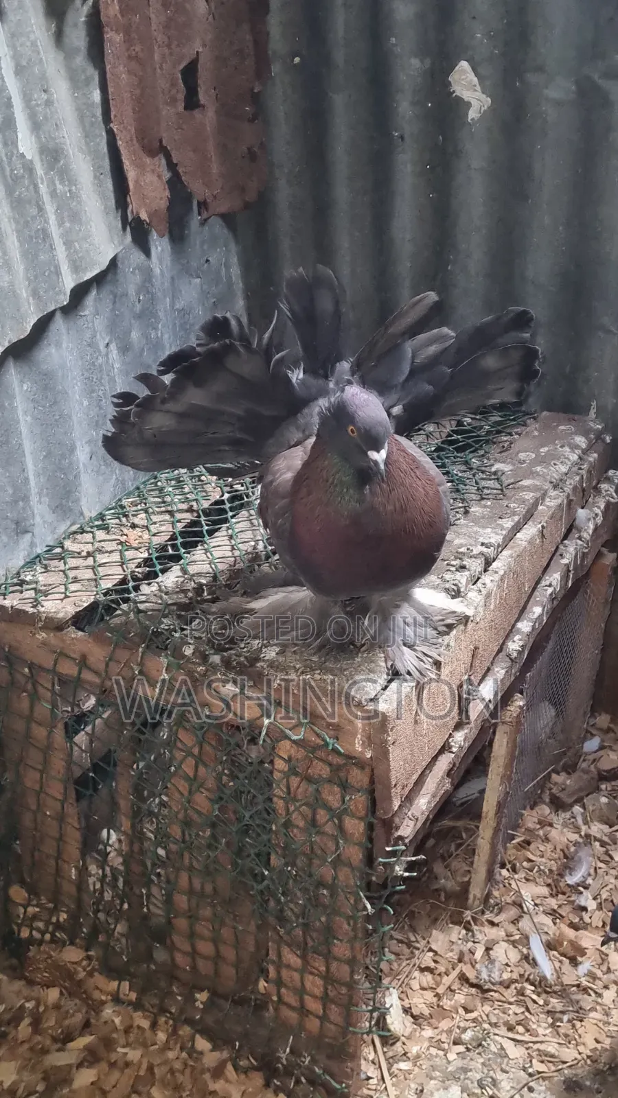 Matured Pigeons