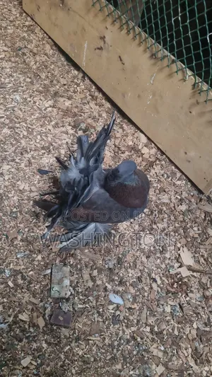 Matured Pigeons