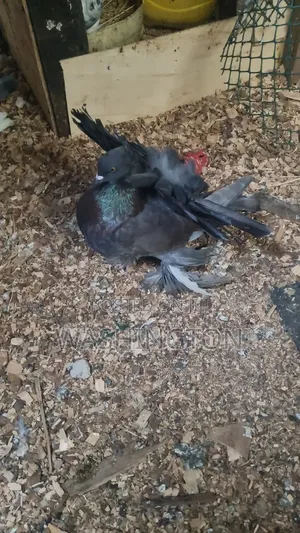 Matured Pigeons