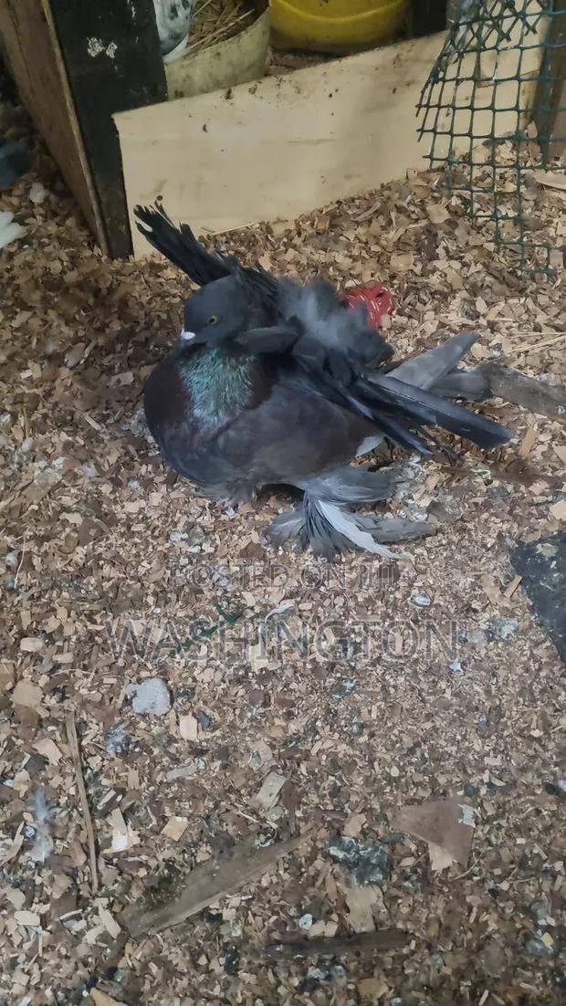 Matured Pigeons - thumbnail 5