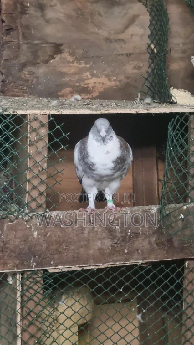 Pigeons Matured
