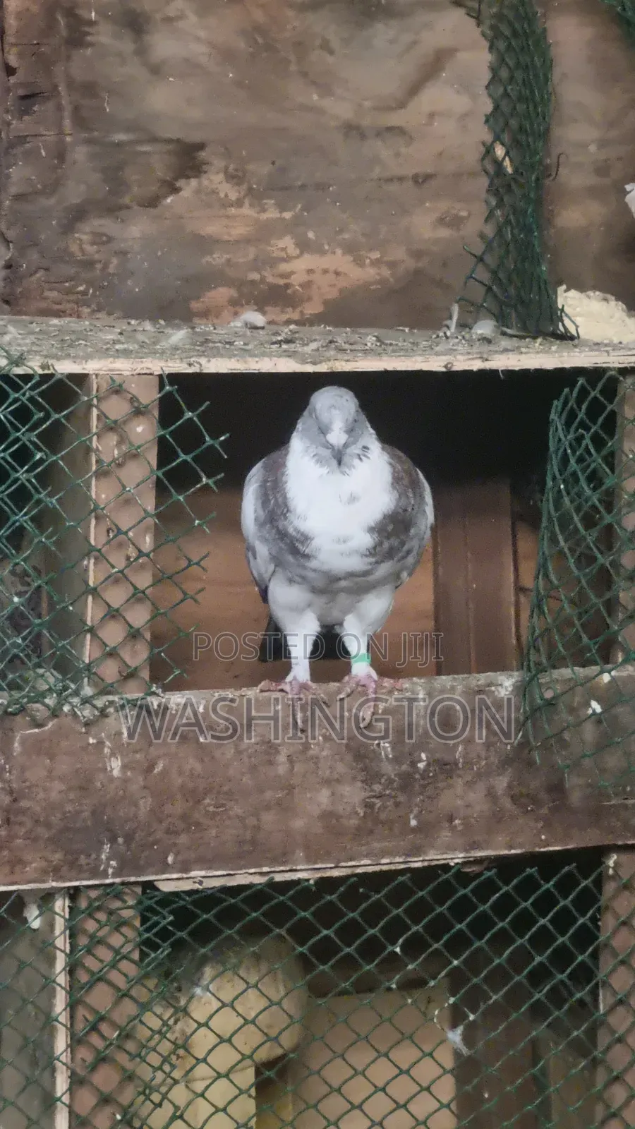 Pigeons Matured