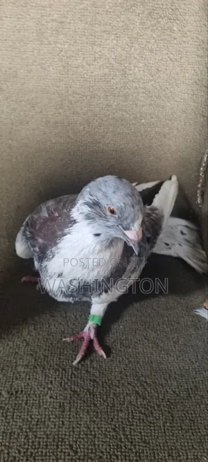 Pigeons Matured