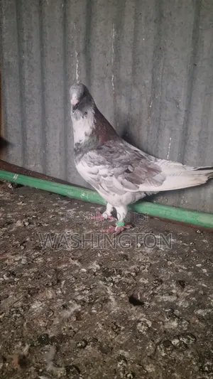 Pigeons Matured
