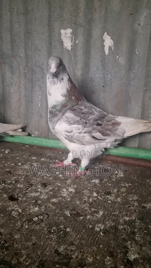 Pigeons Matured
