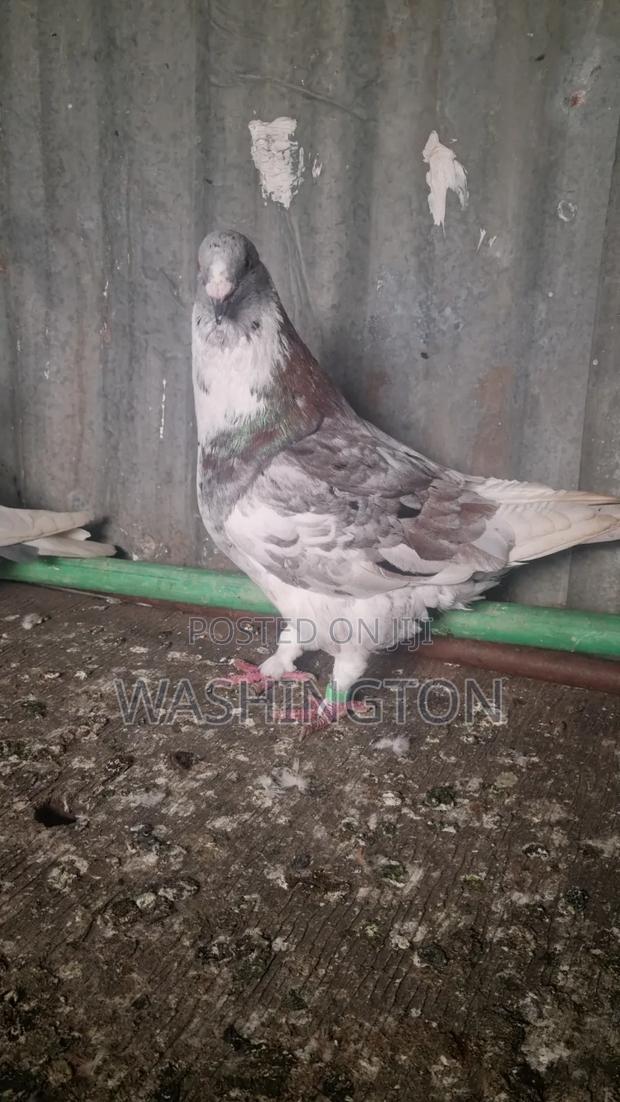Pigeons Matured - thumbnail 4