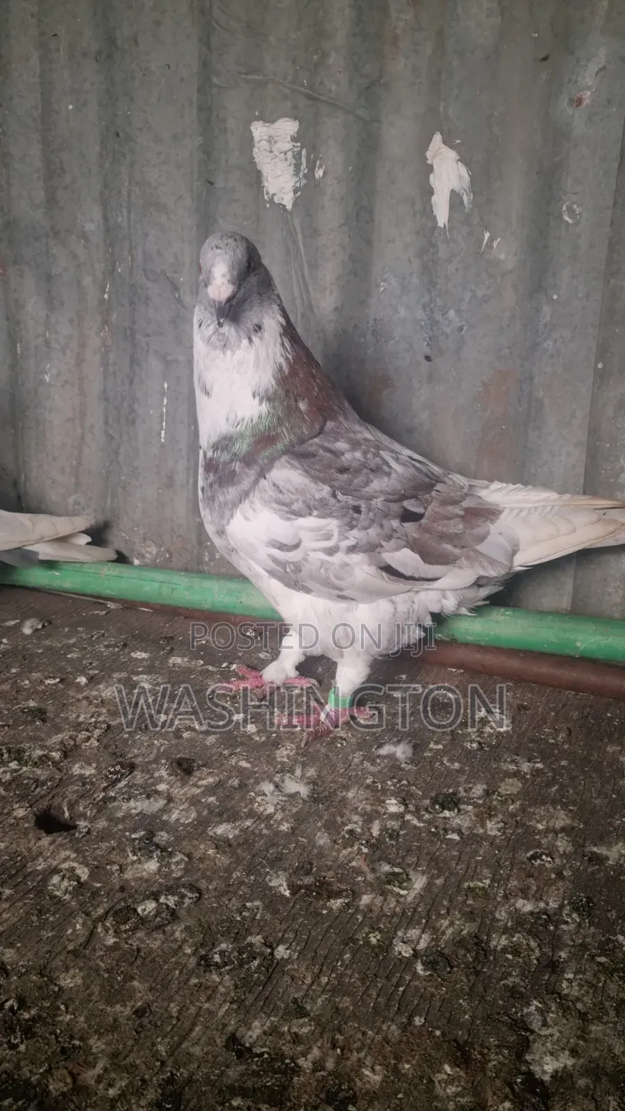 Pigeons Matured